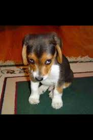 baddog.jpg
