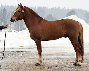 300px-Finnhorse_stallion.jpg 300px-Finnhorse_stallion.jpg