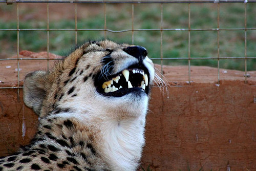 cheetah_lol.jpg