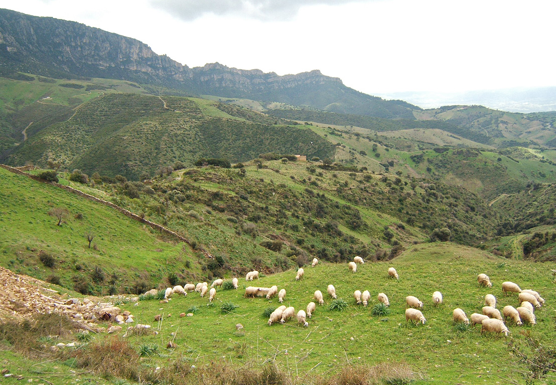 Sheep_near_lula_sardinia.jpg