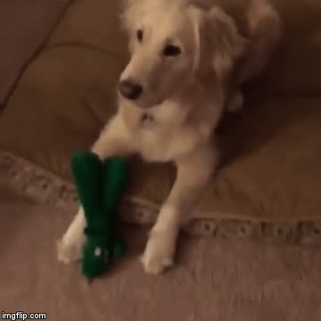 dogfavoritetoy.gif
