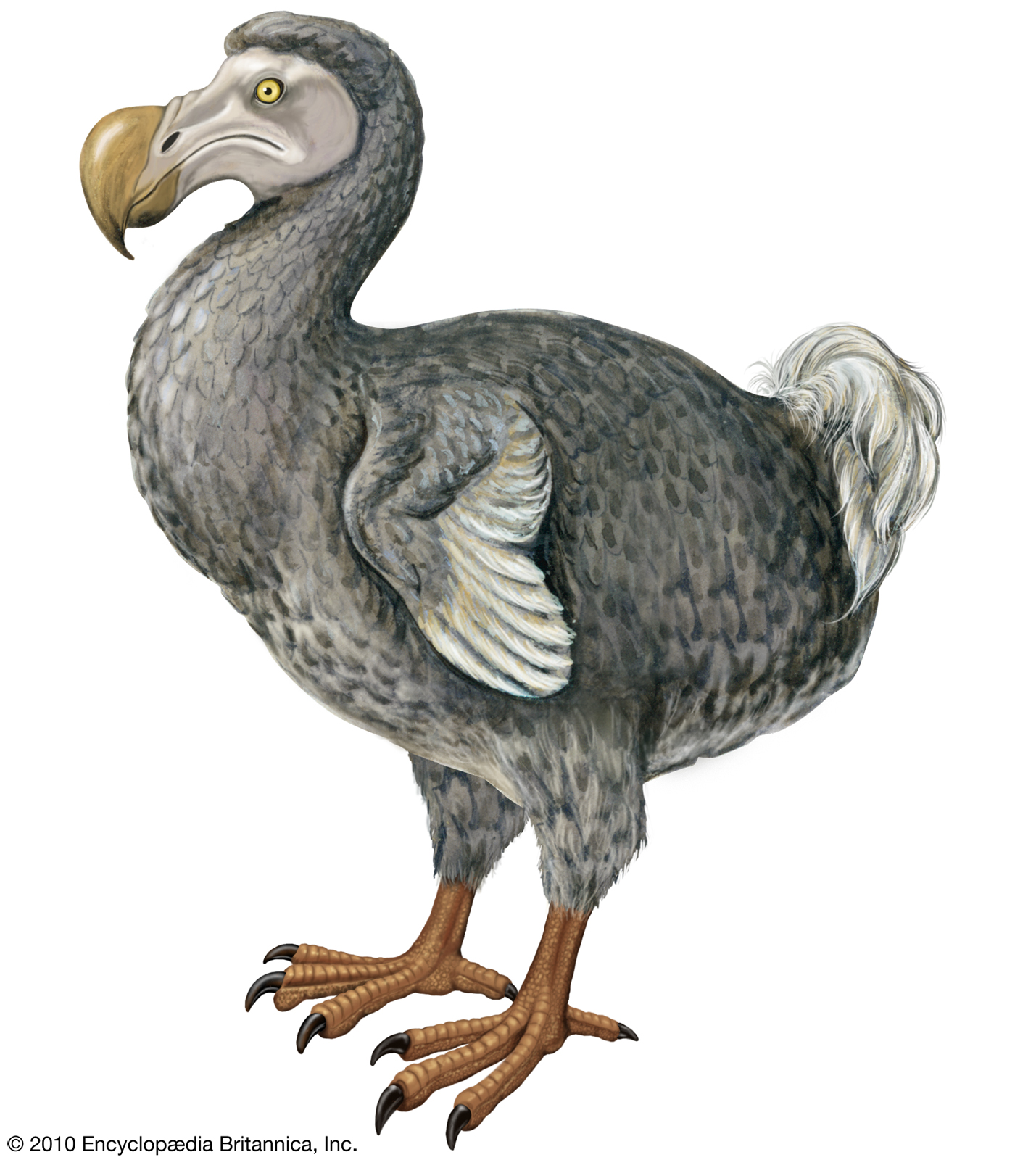 Dodo.jpg