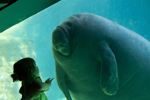 manatee.png