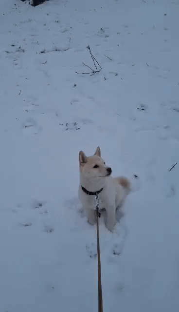 tofusnow.gif tofusnow.gif