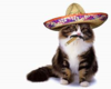 catsombrero.png