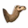 camels.png