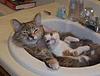 cats-kitten-sink.jpg