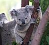 654px-Cutest_Koala.jpg