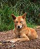 497px-Dingo444.jpg