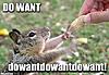 do-want-squirell.jpg
