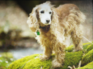 doggo.png