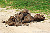 elephant-dung-5966553.jpg